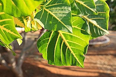 乙女游戏《夏空的独白～Another Memory～》2025年10月16日 预定发售！